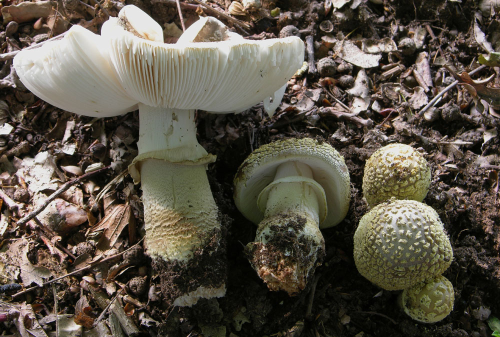 Amanita franchetii (Boud.) Fayod